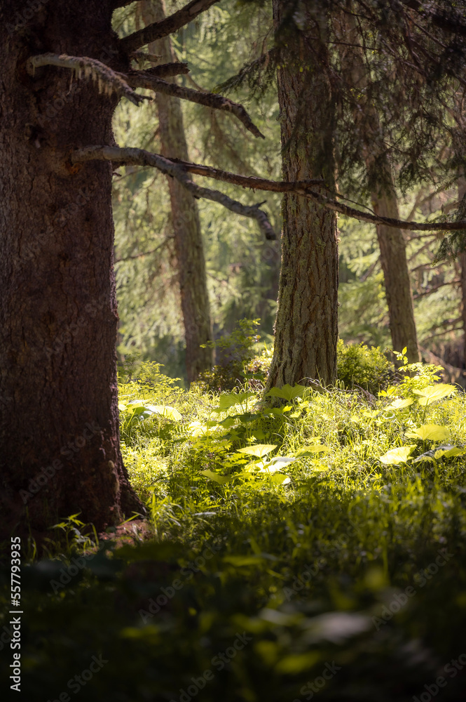 Alpine forest trees Alpine forest trees