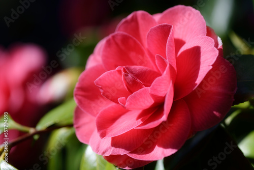 Fototapeta Naklejka Na Ścianę i Meble -  Red Camellia Japonica beautiful flower closeup in sunlight