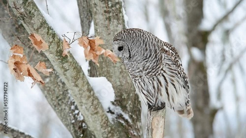Barred Owl dropping from its perch and returning