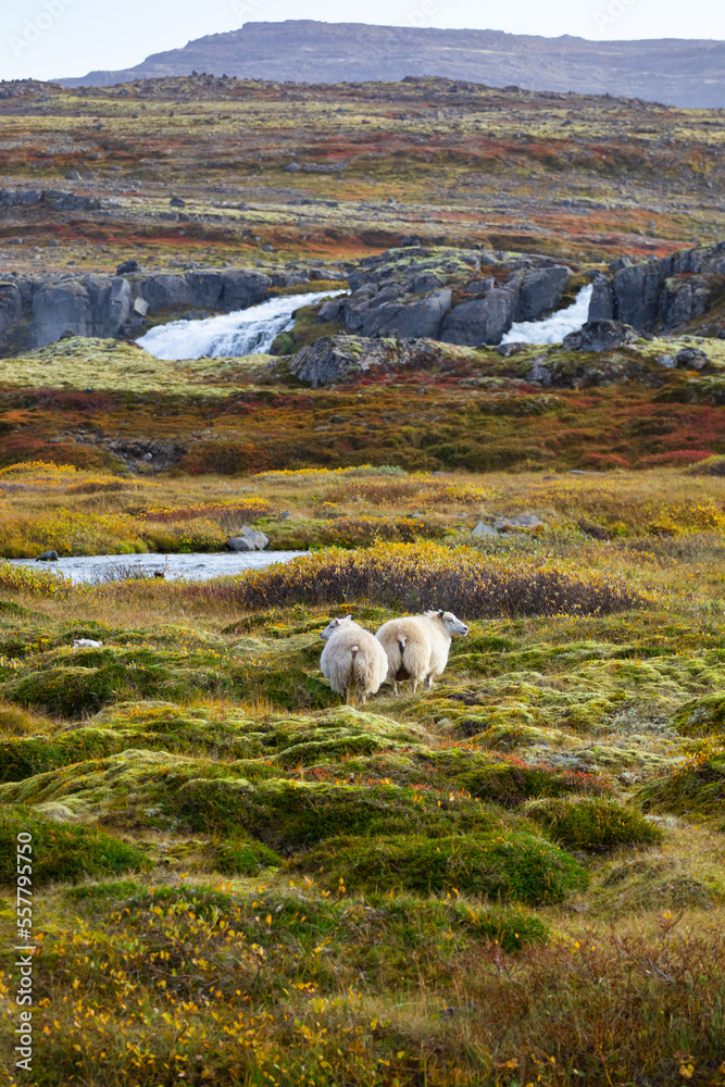 Fototapeta premium Icelandic Sheep Graze in the Mountain Meadow, Group of Domestic Animal in Pure and Clear Nature. Beautiful Icelandic Highlands. Ecologically Clean Lamb Meat and Wool Production. Scenic Area