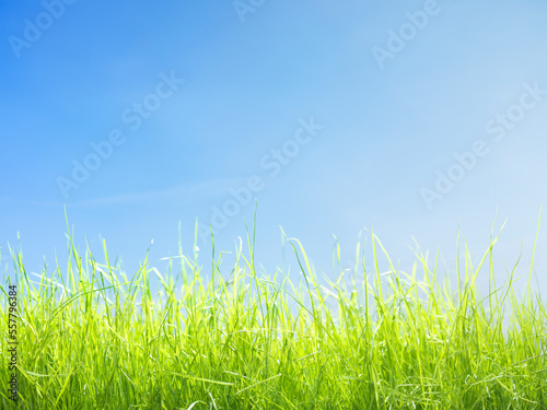 Green lawn grass under bright blue sky