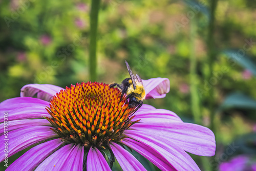Bee Around the Purple coneflower