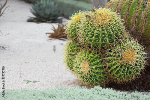 Green cactus in park, closeup