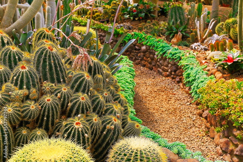 Cactus natural pattern  garden at desert landscape
