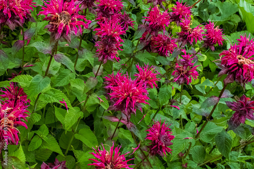 Bee Balm Flowers in the Garden Bee Balm Flowers in the Garden