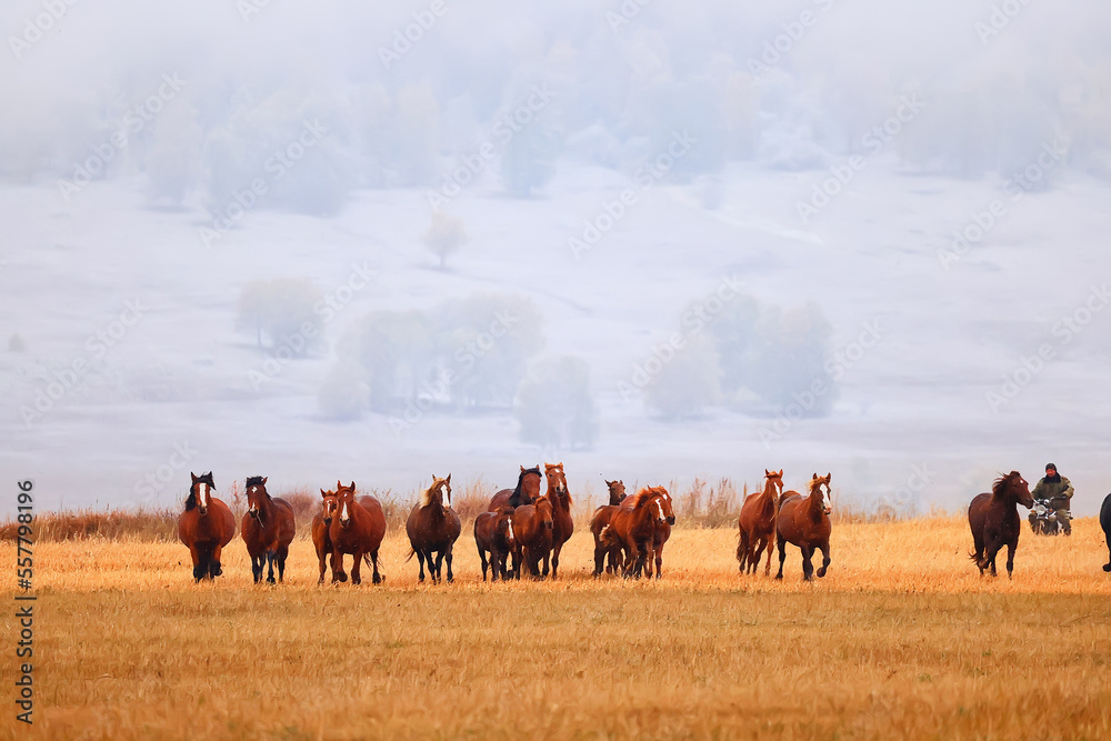 Naklejka premium horses running across the steppe, dynamic freedom herd