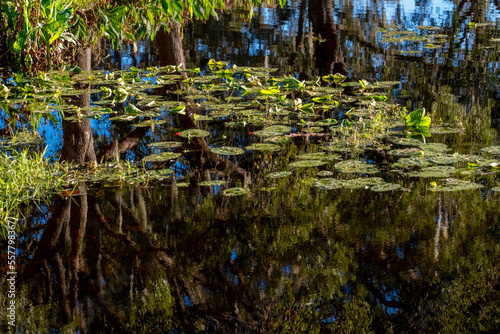 Fototapeta Naklejka Na Ścianę i Meble -  Lily pads and reflections in a Florida lake