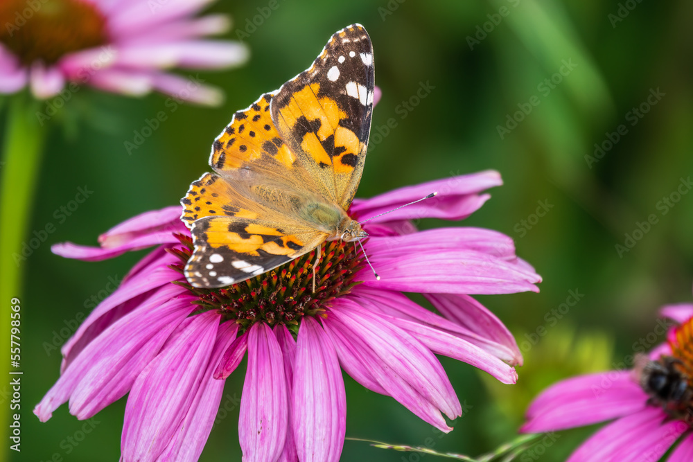 Beautiful butterfly painted lady or Vanessa cardui sitting on purple Echinacea flower in the summer. Close up. Macro. Beautiful butterfly painted lady or Vanessa cardui sitting on purple Echinacea flower in the summer. Close up. Macro.