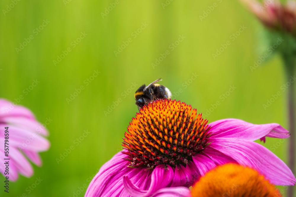 A closeup shot of a bee collecting pollen on a purple echinacea flower A closeup shot of a bee collecting pollen on a purple echinacea flower