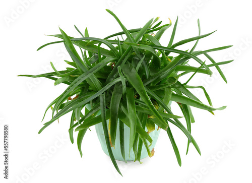 Green vera plant on white background