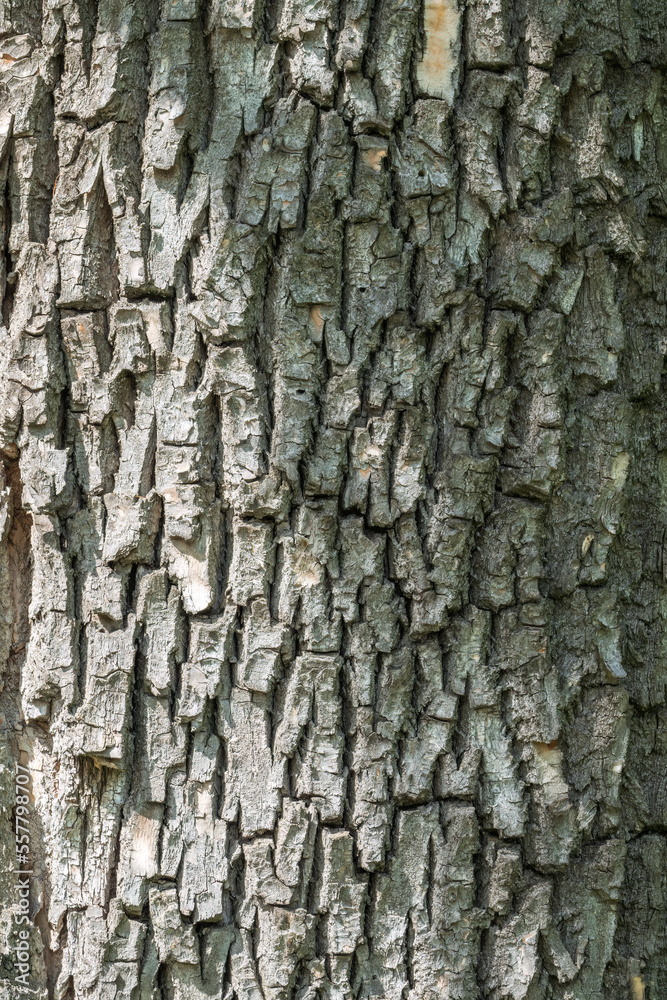 Bark texture and background of a old tree trunk. Detailed bark texture. Bark texture and background of a old tree trunk. Detailed bark texture.