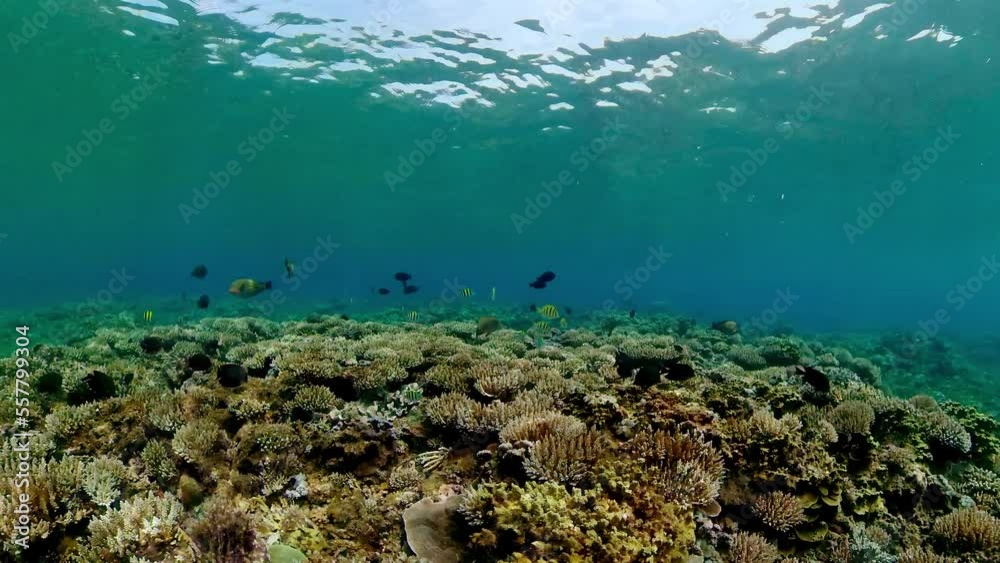 Tropical fishes and coral reef at diving. Underwater world with corals and tropical fishes. Tropical fishes and coral reef at diving. Underwater world with corals and tropical fishes.