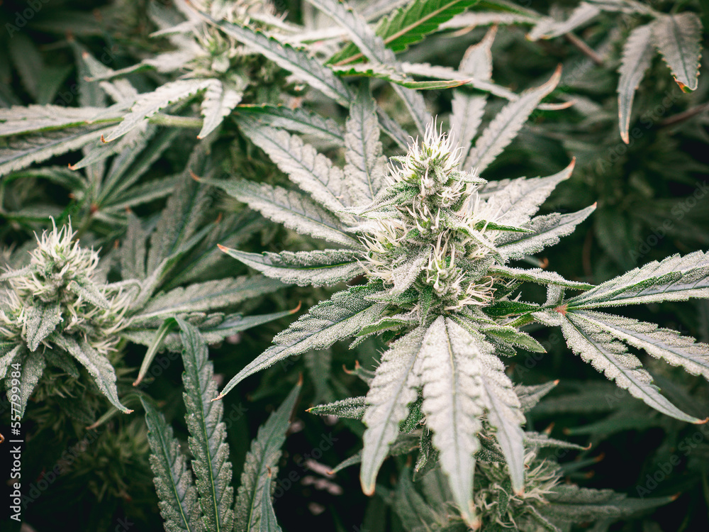 Detail of cannabis with visible hairs and leaves on flowering stage Detail of cannabis with visible hairs and leaves on flowering stage