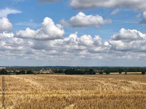 field of wheat