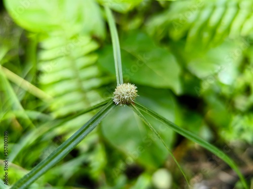 dandelion seed head