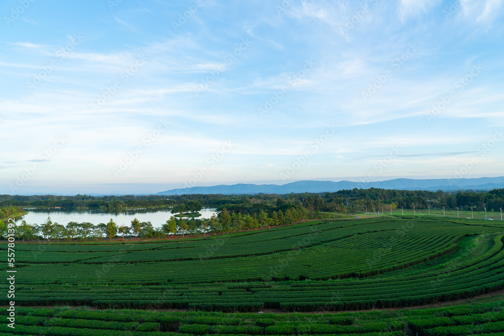 tea plantation on mountain in morning tea plantation on mountain in morning