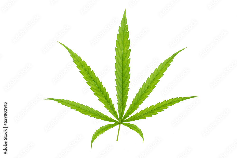 Green cannabis leaves isolated on white background. Growing medical marijuana. Green cannabis leaves isolated on white background. Growing medical marijuana.