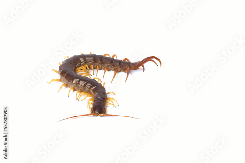 centipede (Scolopendra sp.) centipede isolated on white background. The top view of a living centipede, high resolution images shot in a studio room