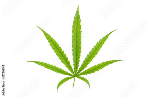 Green cannabis leaves isolated on white background. Growing medical marijuana.