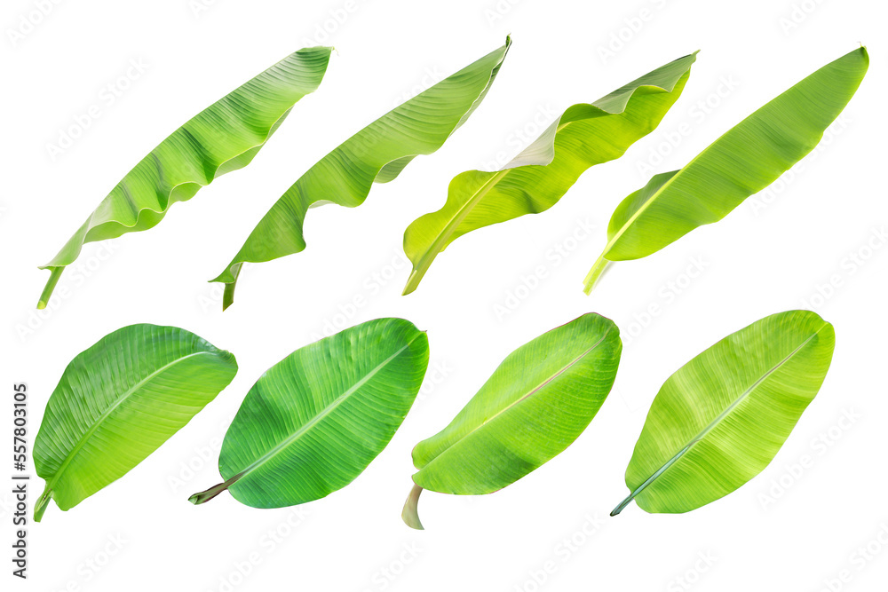 banana leaf. abstract green leaf, large palm foliage nature.