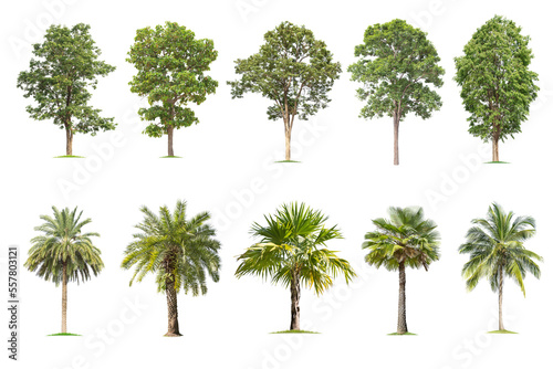  isolated big tree on White Background. The collection of trees.