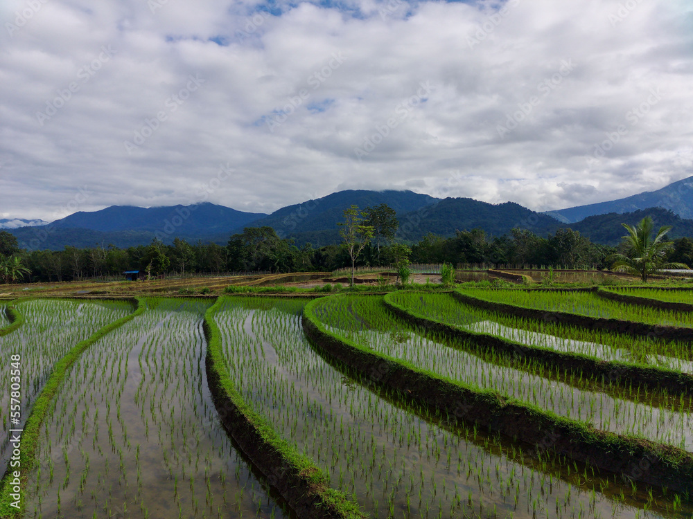 Beautiful morning view of Indonesia. photo of green rice fields