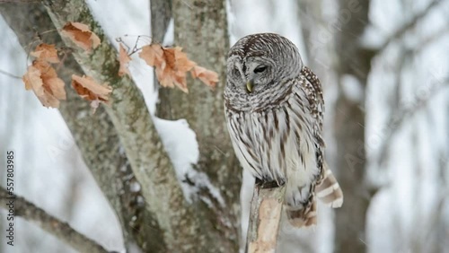 Overcast day Barred Owl perched on a Branch