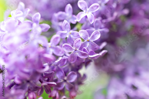 Lilac flowers close up on seasonal background