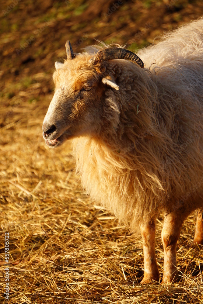 Obraz premium Sheep in outdoor surrouding. Woolly sheep in autumn sun with thick warm fur. Horns on the head and a grazing natural environment.