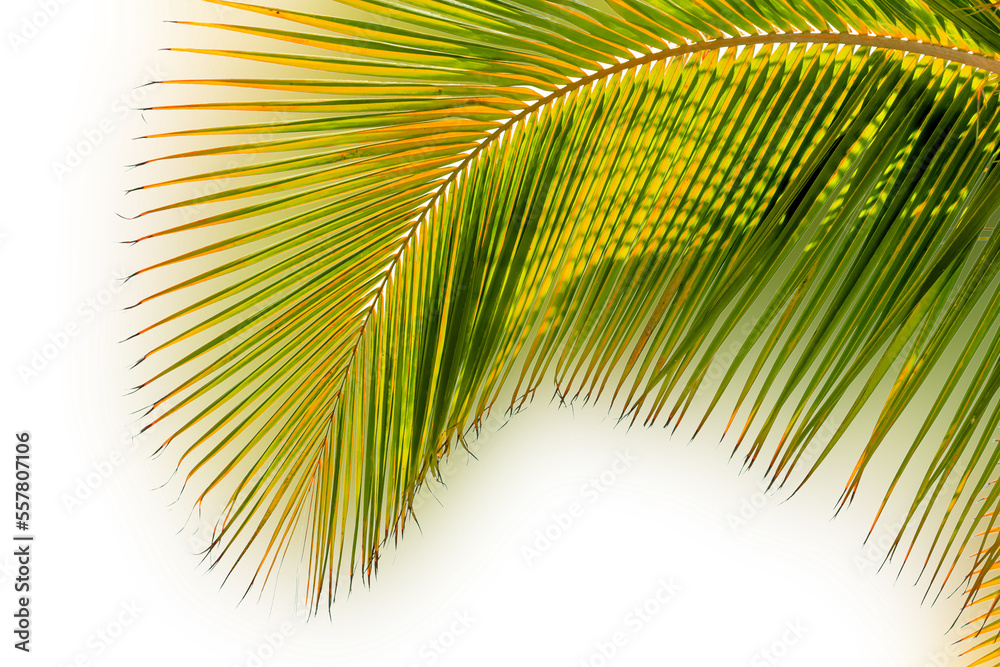Fototapeta premium Majestueuse palme courbe de cocotier sur fond blanc 