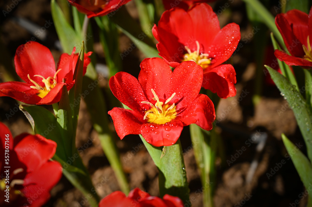 beautiful red tulip in the garden, natural background