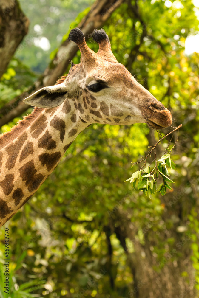 Fototapeta premium portrait of a giraffe