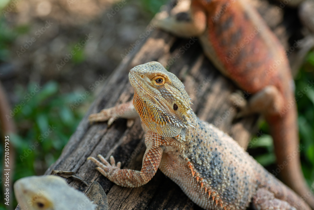 Fototapeta premium bearded dragon on ground with blur background