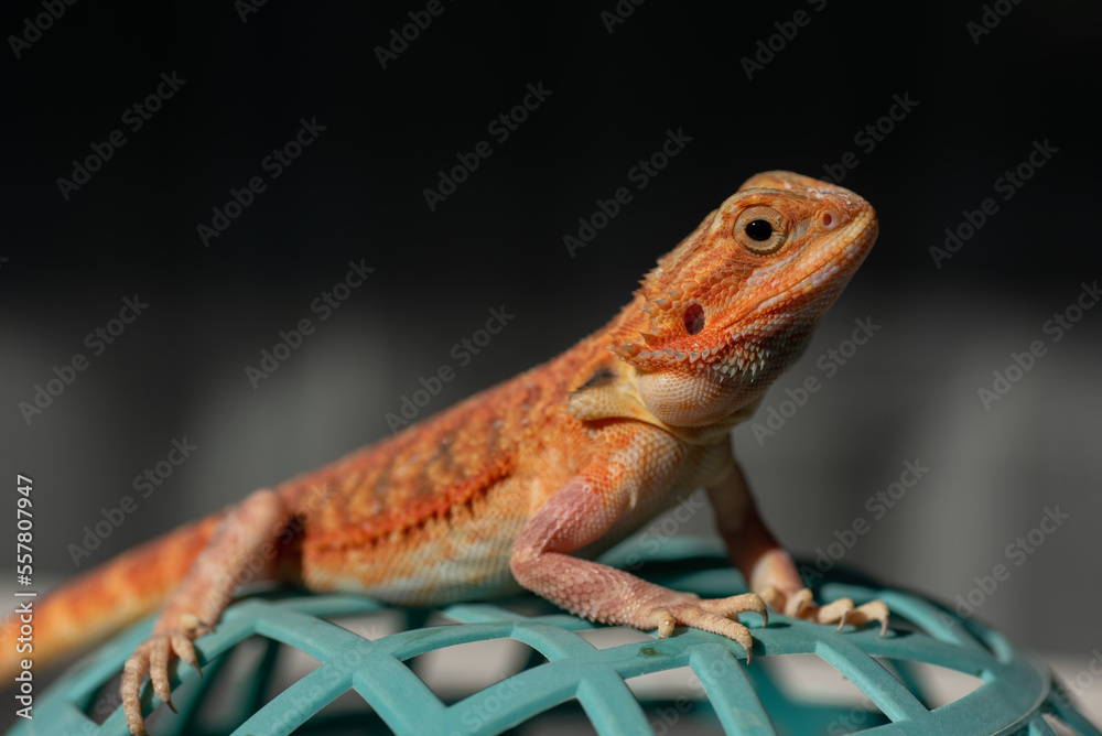 Obraz premium bearded dragon on ground with blur background