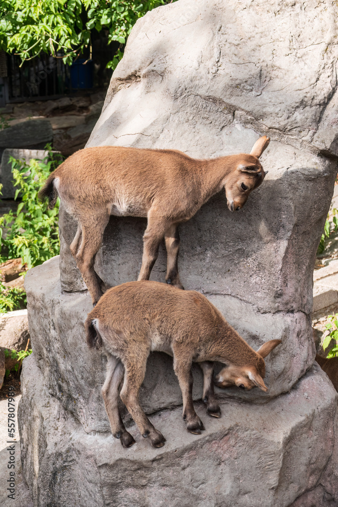 Markhor goatlings jump on the rocks. Markhor, Capra falconeri
