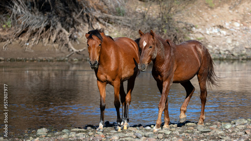 Dirt covered bay stallion and mare wild horses walking along the Salt River near Mesa Arizona United States