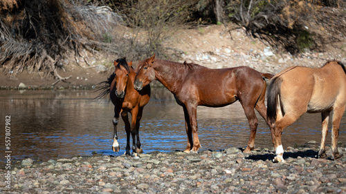 Bay stallion nudges and nuzzles mare at the Salt River wild horse management area near Phoenix Arizona United States