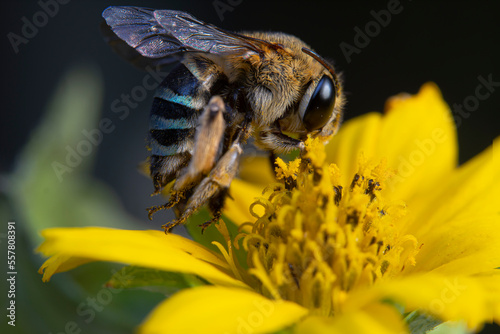 Blue Banded Honey bee flying on yellow flower