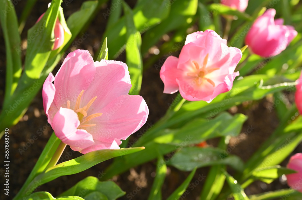 beautiful pink tulip in the garden, natural background beautiful pink tulip in the garden, natural background
