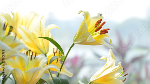 beautiflul yellow lily in the garden, natural background