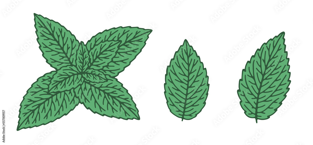 Hand-drawn mint leaves isolated on white background Hand-drawn mint leaves isolated on white background