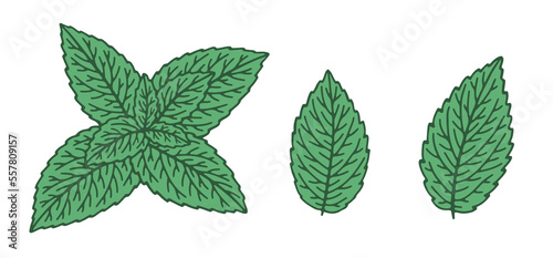 Hand-drawn mint leaves isolated on white background