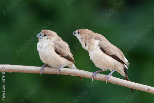 Indian silverbill or white-throated munia observed in Hampi