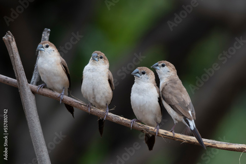 Indian silverbill or white-throated munia observed in Hampi © Mihir Joshi