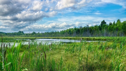 A stream fed pond surrounded by healthy, natural wetlands and forest in the Eastern Townships of southern Quebec, Canada.
