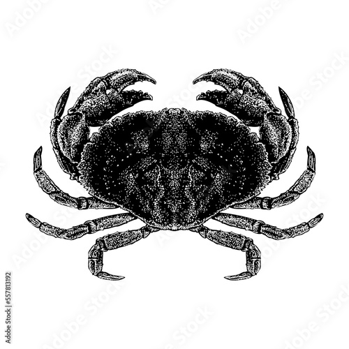 Jonah Crab hand drawing. Vector illustration isolated on background.