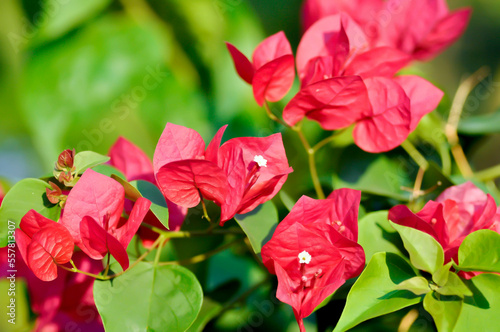 Bougainvillea or paper flower , red paper flower