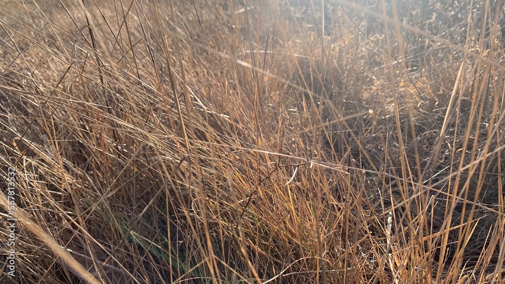 Fototapeta premium reeds in the wind