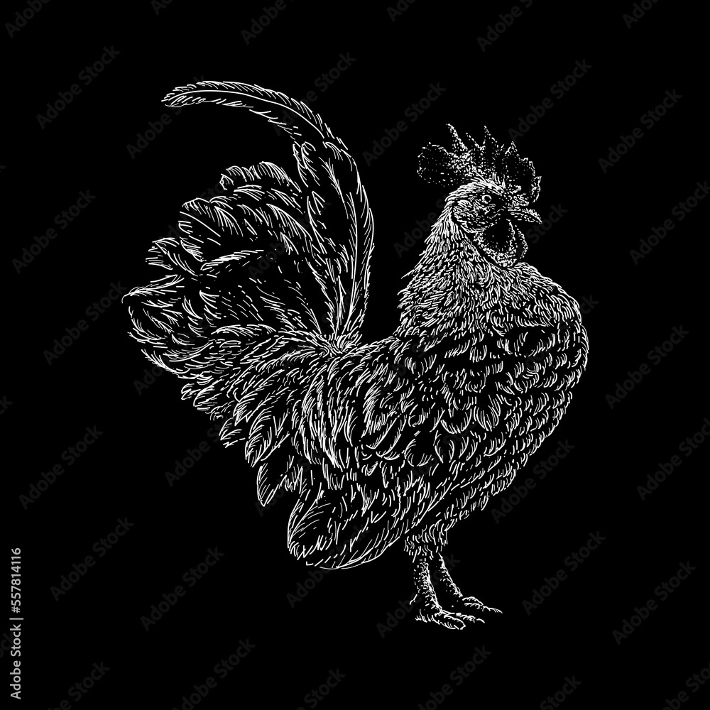 Japanese Bantam Chicken hand drawing vector isolated on black