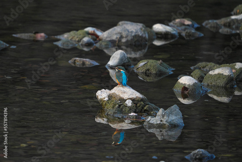 水面に写るカワセミ